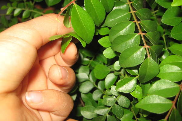 முடி காடு மாதிரி கிடு கிடுனு அடர்த்தியா வளரனுமா?  இதை தலையில தேய்ங்க அதிசயம் நடக்கும் | Does Hair Grow Thicker Rub This On The Head