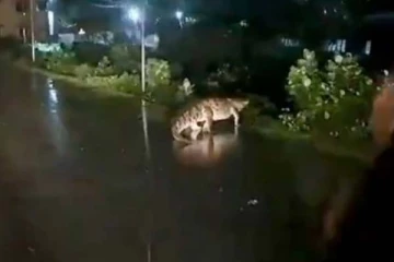 கொட்டும் மழையில் சாலையை கடந்த ராட்சத முதலை... பீதியை ஏற்படுத்திய காட்சி