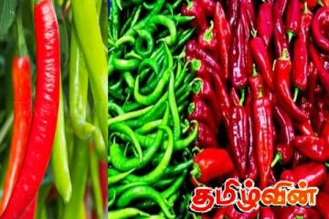 இலங்கையில் உச்சம்தொட்ட மிளகாய் விலை