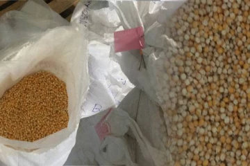 புதிய கலப்பின சோளம் விதைகள்! விற்பனை செய்ய முடியாமல் திண்டாடும் தமிழ் விவசாயிகள்