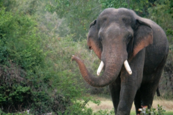 கந்தளாய் பகுதியில் காட்டு யானைகளின் அட்டகாசம் | Wild Elephants Rampage Kandhalai Peramadu Area