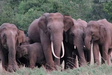 காட்டு யானைகளின் உணவில் போதைப்பொருள் கலக்கும் விஷமிகள்