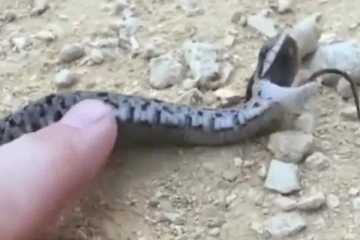 தொட்டதும் உயிரிழந்த பாம்பு! கடைசி நொடியில் நடந்த பயங்கர ஷாக்