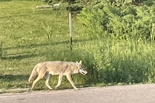 ஒரே வாரத்தில் இரண்டு முறை குழந்தைகளைத் தாக்கிய குள்ளநரி | Wild Animal Attacks Children In Canadian Province