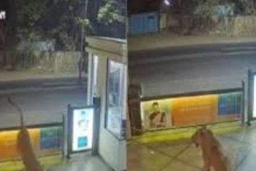 சிங்கத்துக்கு வந்த சோதனைய பாருங்க..! ஹோட்டலுக்கு வந்து விட்டு கதவு வழியே எகிறி குதித்து ஓடும் அரிய வீடியோ