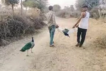 மயில் பிரிவை தாங்க முடியாமல் பின்னாடியே சென்ற மற்றொரு மயில்! வைரலாகும் வீடியோ