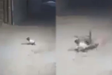 நாய்களிடம் சிக்கிய பச்சிளம் குழந்தையின் பரிதாபநிலை! பெற்றோர்களே இந்த தவறை செய்யாதீங்க