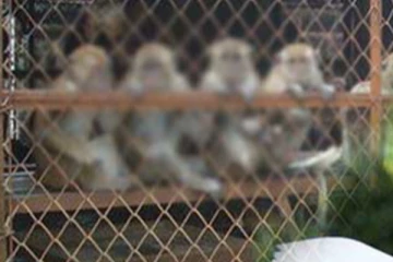 චීනයට රිලවුන් යැවීම ගැන ඇමතිගෙන් ප්‍රකාශයක්..!