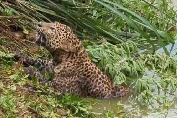 நீர்த்தேக்கத்தில் சிக்கி உயிருக்காக போராடிய சிறுத்தை ; சுமார் 3 மணிநேரத்தின் பின்னர் மீட்ட அதிகாரிகள்! | Leopard Fighting For Life Being Trapped Reservoir