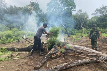 வனப்பகுதியில் பயிரிடப்பட்ட பெருந்தொகை கஞ்சா செடிகள் அழிப்பு(Photos)