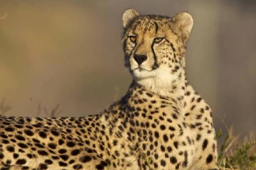 சீனா வனவிலங்கு பூங்காவிலிருந்து தப்பிய சிறுத்தையை அதிகாரிகள் தேடி வருகின்றனர்