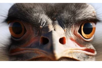 மனித கண்களை விட 5 மடங்கு பெரிய கண்கள் .. ஆனால் வால்நட் அளவு மூளை - எந்த பறவை தெரியுமா?