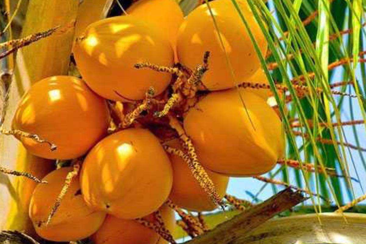 மத்திய கிழக்கில் நீடிக்கும் போர்! மற்றுமொரு பெருந்தொகை வருமானத்தை இழக்கும் இலங்கை | Isreal Iran War Exports Halted Coconut Water