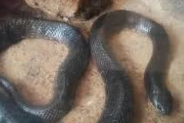 කාන්තාවකගේ ගමන් මල්ලේ සර්පයන් - කටුස්සෙක් ද ඒ අතර..