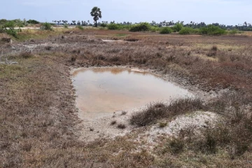 யாழில் வயல் நிலங்களுக்கு ஏற்பட்டுள்ள அபாயம்!(Photos)