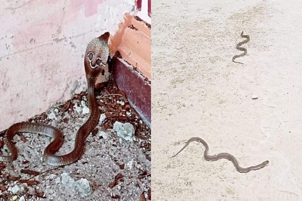 நயினாதீவு அம்மன் கோவிலுக்கு படையெடுத்த நாகபாம்புகள் - பரபரப்பு காட்சி | Nainativu Nagapooshani Amman Temple Cobras
