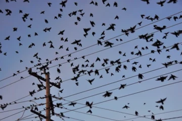 இயற்கை பேரழிவுகளின் அறிகுறிகளை விலங்குகளும் பறவைகளும் எப்படி முன்கூட்டியே அறிந்து கொள்கின்றது?