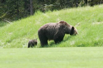 கனடாவில் கரடிகள் தாக்கியதில் இருவருக்கு நேர்ந்த சோகம்!