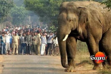 අනේ අපොයි, ජාර්කන්ඩ් ප්‍රාන්තයේ වල් අලියෙක් දින නවයට විසි දෙනෙක් මරල , මෙන්න විස්තරේ