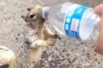 முன்னங் கால்களை அசைத்து தண்ணீருக்காக கெஞ்சும் அணில் குட்டியின் பரிதாப நிலை... கலங்க வைத்த காட்சி