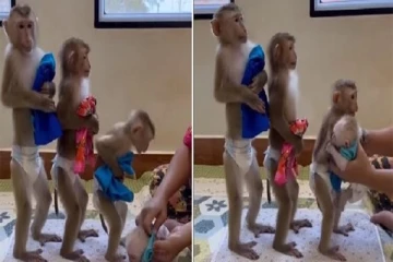 வரிசையில் வந்து டய்பர் போட்டுக் கொள்ளும் குரங்குகள்: இணையத்தில் வைரலாகும் செம கியூட் வீடியோ!