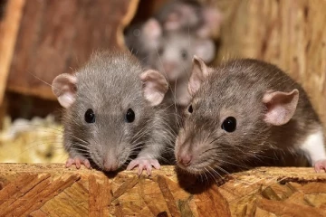 எலிகள் மூலம் கொரானா பரவும் அச்சம்: ஆராய்ச்சியில் கண்டுபிடிப்பு