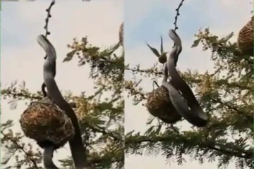 பறவையின் கூட்டை தாக்கிய பாம்பு: சமாளிக்க முடியாத பாம்பு செய்தது என்ன?