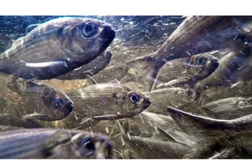 2 ஆயிரம் கிலோ மீன்களை அழித்த இளைஞர்கள் - நீடிக்கும் மர்மத்தின் பின்னணி என்ன?