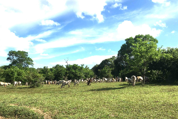 கிவுல் ஓயாவால் ஆபத்தை உணராத மட்டக்களப்பு பண்ணையாளர்கள்! | Kivu Oya And Mayilathamadu Mahaweli Development கிவுல் ஓயாவால் ஆபத்தை உணராத மட்டக்களப்பு பண்ணையாளர்கள்! | Kivu Oya And Mayilathamadu Mahaweli Development