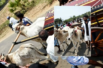 வாழ்நாள் முழுவதும் உணவளித்த எஜமானின் உடலை சுமந்து சென்ற காளைகள்!