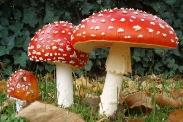 වරදින්න පෙර ඔබත් දැන ගන්න. විෂ බිම්මලක් හඳුනා ගන්න විදිය මෙන්න..