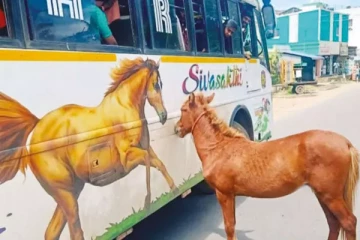 தாய் என நினைத்து பேருந்துடன் ஓடிய குதிரை..ஓர் ருசிகர சம்பவம்!