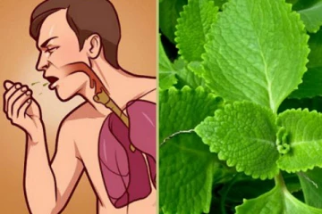 நெஞ்சு சளியை கரைக்கும் அற்புத மூலிகை! மிக எளிதாக வீட்டிலேயே வளர்க்கலாம்