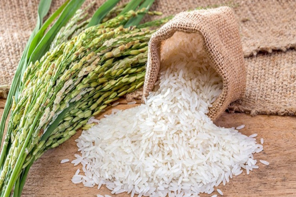 கீரி சம்பா தட்டுப்பாட்டை நீக்க பொன்னி சம்பா அரிசி இறக்குமதிக்கு நடவடிக்கை | Rice Shortage Sri Lanka