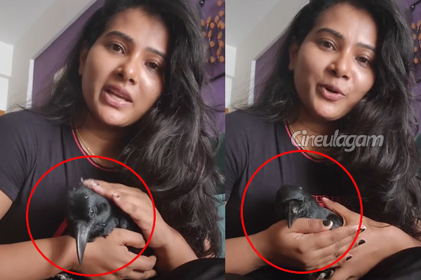 காக்கா தான் என் பெட்.. நடிகை திவ்யா துரைசாமிக்கு இது பூர்வ ஜென்ம பந்தமா? | Dhivya Duraisamy Has Crow Pet