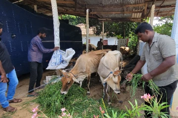 யாழ்ப்பாணத்தில் கொல்களம் முற்றுகை; கன்றுத்தாச்சி மாடு உட்பட மூன்று பசுக்கள் மீட்பு