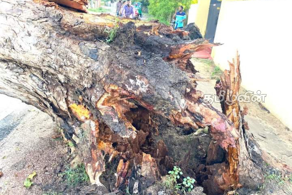 200 வருடங்கள் பழமை வாய்ந்த மலைவேம்பு சரிந்து விழுந்தது (Video) | Tree Felt In Jaffna