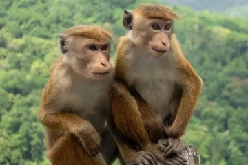 குரங்குகளுக்கிடையே Syphilis பக்டீரியா; எச்சரிக்கை தகவல்