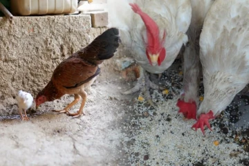 அரசாங்கம் வழங்கிய இலவச அரிசியால் உயிரிழந்த கோழிகள்