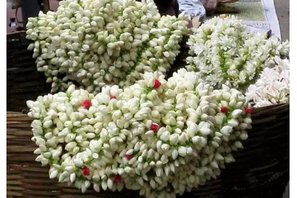 மகா சிவராத்திரியில் சிவனுக்கு இந்த மலர்களால் பூஜை செய்தால் நினைத்தது நிறைவேறும்! | Shiva With These Flowers On Maha Shivratri
