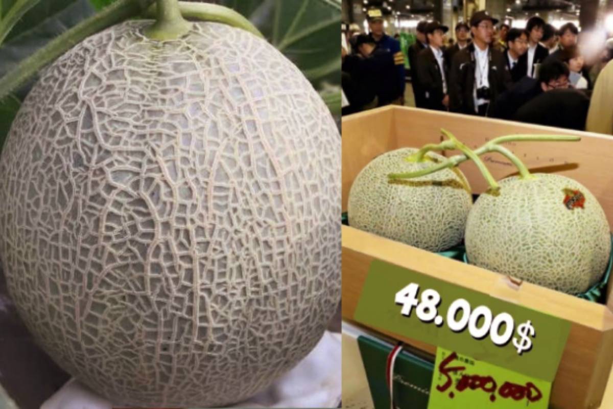 16 லட்சத்திற்கு ஒரு பழமா? அப்படி என்ன இருக்கு இந்த பழத்தில்? | Most Expensive Fruit Japans Fruit King Melon Price 16 லட்சத்திற்கு ஒரு பழமா? அப்படி என்ன இருக்கு இந்த பழத்தில்? | Most Expensive Fruit Japans Fruit King Melon Price
