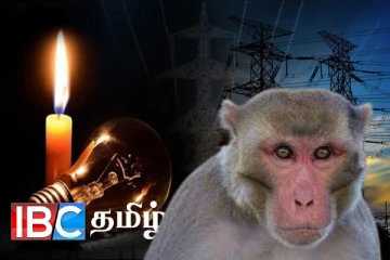 மின்தடைக்கு நான்கு கால் குரங்கு காரணமல்ல : அம்பலப்படுத்திய நுகர்வோர் சங்கம்