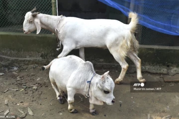 ஆட்டுக்குட்டியை விட குள்ளமான அதிசய பசு! பார்க்க திரளும் கூட்டம்