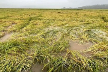 சிறுபோக சேதங்களுக்கான நட்டஈடு தொடர்பில் வெளியான அறிவித்தல்