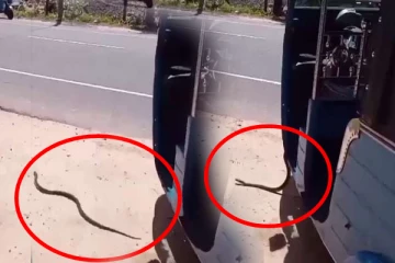 முச்சக்கர வண்டியில் கருநாகம்; அழையா விருந்தாளியால் அதிர்ந்த சாரதி!