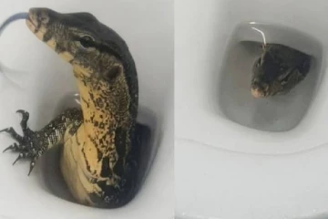 கழிவறைக் கோப்பையிலிருந்து வருகை தந்த உடும்பு