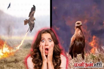 காட்டு தீயை உருவாக்கும் பருந்து! பின்னணியில் உள்ள வியக்க வைக்கும் காரணம் தெரியுமா?