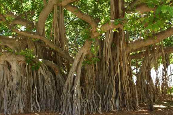 இந்த விருட்சங்களை வணங்குவதால் என்ன நன்மைகள் கிடைக்கும் தெரியுமா? | Benefits Of Worshiping These 11 Trees