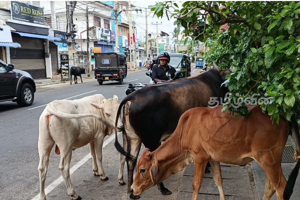 திருகோணமலை நகர் வீதிகளில் கட்டாக்காலி மாடுகளின் அச்சுறுத்தல்:விடுக்கப்பட்டுள்ள கோரிக்கை | Stray Cows On The Streets Of Trinco திருகோணமலை நகர் வீதிகளில் கட்டாக்காலி மாடுகளின் அச்சுறுத்தல்:விடுக்கப்பட்டுள்ள கோரிக்கை | Stray Cows On The Streets Of Trinco