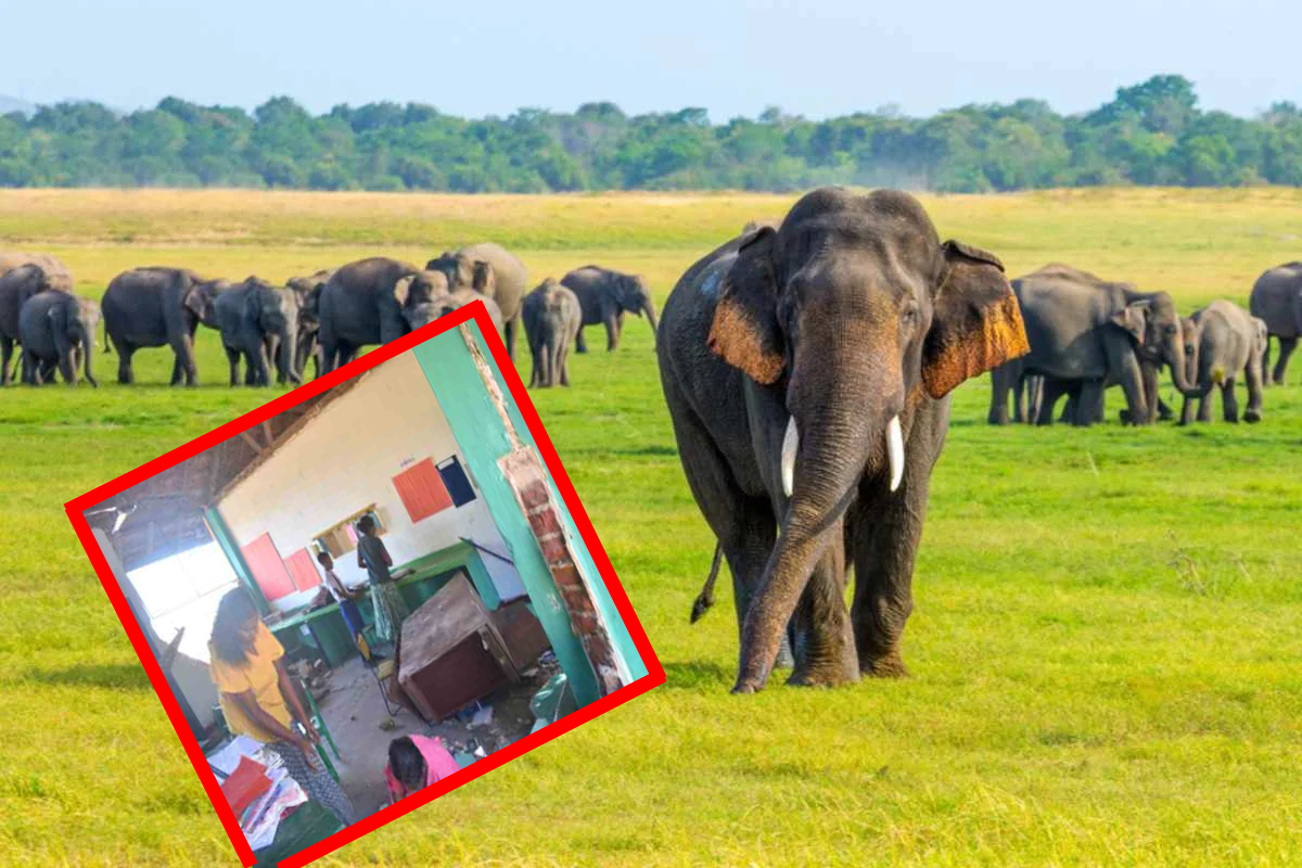 கந்தளாய் பாடசாலையில் காட்டு யானைகள் அட்டகாசம்! | Wild Elephant Wreak Havoc At Kanatle School